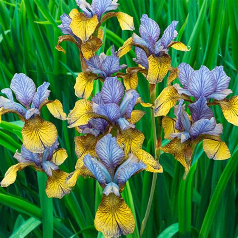 Siberian Iris So Van Gogh - Sun Perennial | K. van Bourgondien