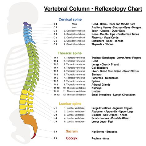 What Vertebrae Are Responsible For What? Ask a Chiropractor!