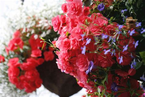 10 Best Flowers for Hanging Baskets