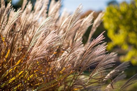 Fall Ornamental Grass Care