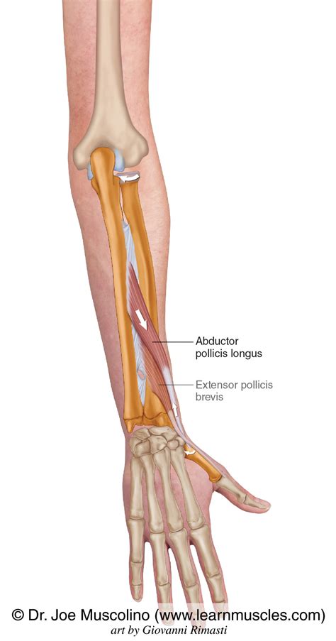 Abductor Pollicis Longus - Learn Muscles