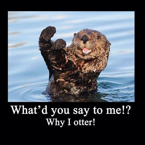 Why I otter Funny Baby Quotes, Funny Animal Memes, Funny Puns, Funny ...