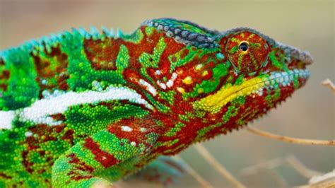 11 new species of chameleon found in Madagascar - Technology & Science - CBC News