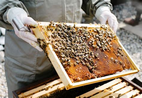 Pin on Beekeeping