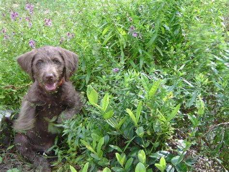 Weimardoodle (Weimaraner Poodle Mix) Info, Temperament, Training, Puppies, Pictures