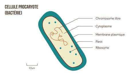 Qu'est-ce qu'une colonie de bactéries ? | Kidi'science