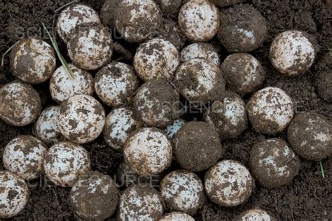 Photograph | Common Snapping Turtle Eggs | Science Source Images