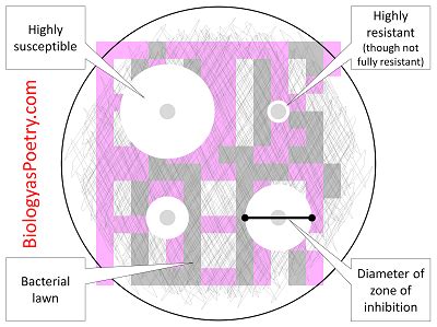 Disk Diffusion Method - Biology As Poetry