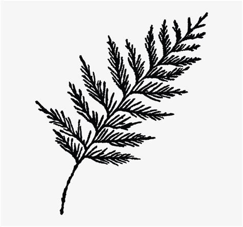 Cedar Tree Drawing | Free download on ClipArtMag