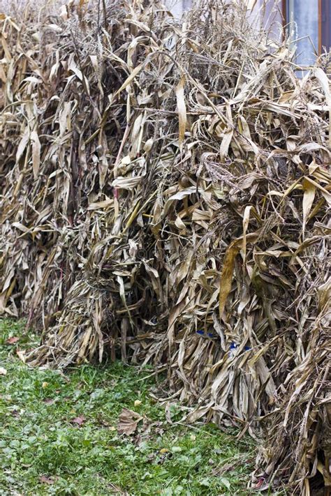 Corn stalks stock photo. Image of lots, autumn, agriculture - 47099884