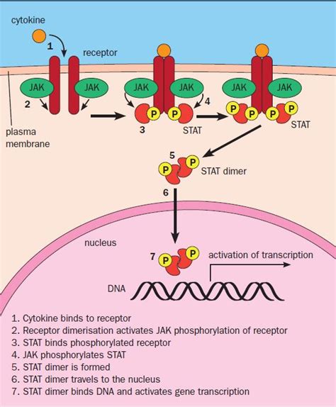 Janus kinase inhibitors for autoimmune disorders - PrescriberPrescriber