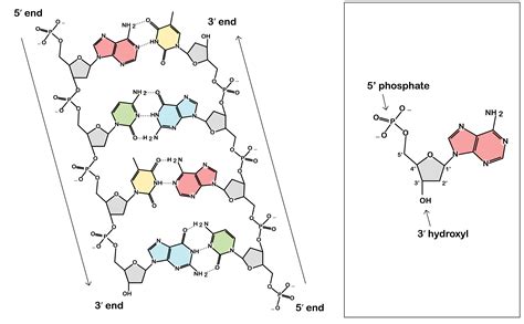 Describe The Chemical Makeup Of Dna - Mugeek Vidalondon