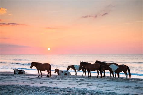 How and Where to See the Famous Wild Horses of Maryland