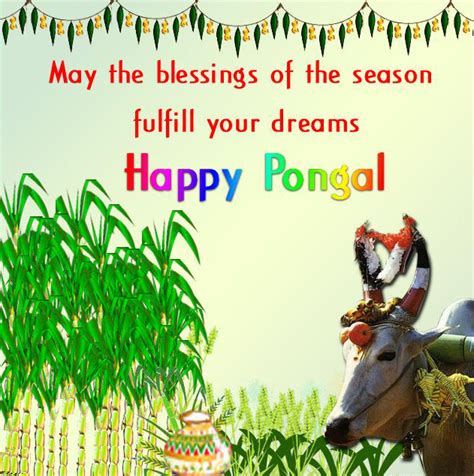 Gods Own Web: Pongal Wishes In English | Pongal Greeting In English ...