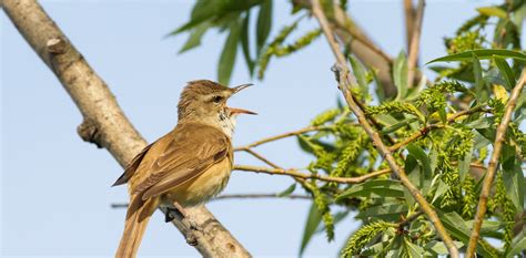 There’s a reason why Africa’s migratory songbirds sing out of season