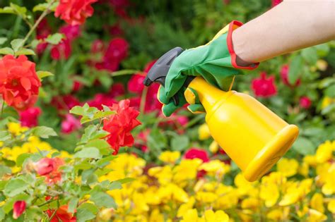 Pesticide Application Timing - When Is The Best Time To Use A Pesticide