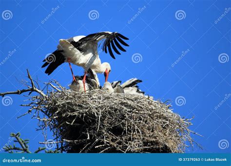 Nesting white stork stock image. Image of juvenile, bird - 37379263