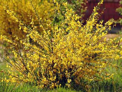 Exotic Species: Scotch Broom (U.S. National Park Service)