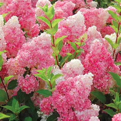 (FOR SPRING 2025) Strawberry Sundae Hydrangea - Halifax Perennials Inc.