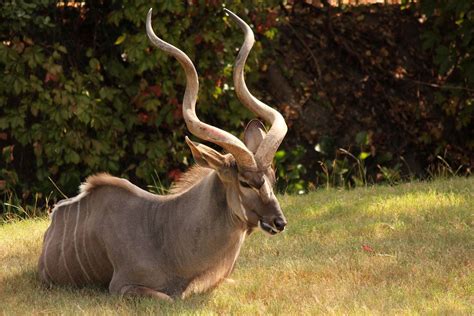 horn kudu | African animals, African animals photography, South african animals