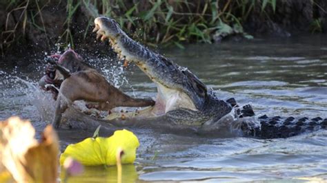 What Do Crocodiles Eat? Crocodile Diet, Hunting & Food Chain