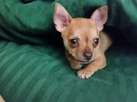 How to Care for Your Chihuahua Puppy (with Pictures) - wikiHow