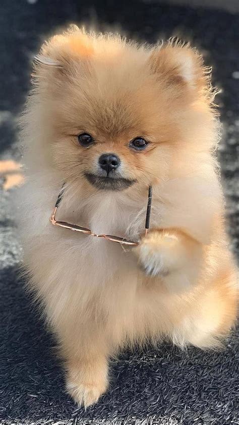 Cute Dog, Pomeranian Golden Dog HD phone wallpaper | Pxfuel