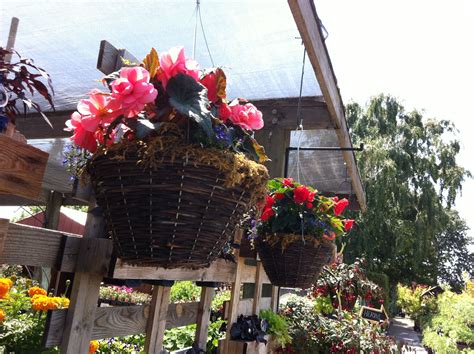 Begonias are great for hanging baskets | Hanging baskets, Begonia, Floral wreath