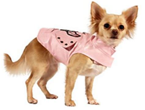 Chihuahua Puppy Clothes and Fine Dining: An Unusual Story! - Chihuahua Clothes