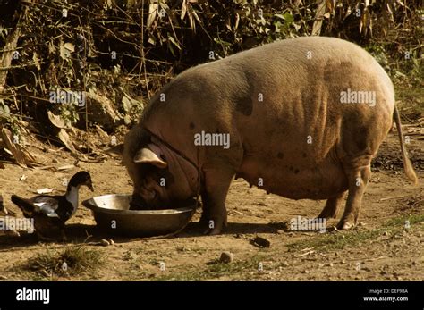 a fat pig eating, livestock, domestic, pig, pigpen, happy, farm Stock Photo - Alamy