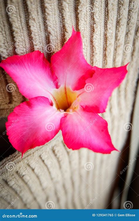 Pink Calachuchi Flower stock image. Image of leaf, calachuci - 129341765