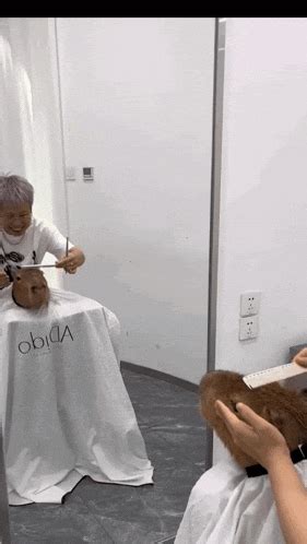 Capybara Haircut Capy Hair Cut GIF - Capybara haircut Capy hair cut Capy haircut - Discover ...