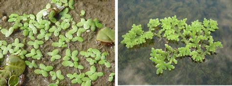 Classification of Azolla | The Azolla Foundation