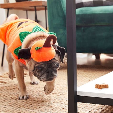 Halloween Central: A Holiday Guide for Pet Parents Dog Breed | BeChewy