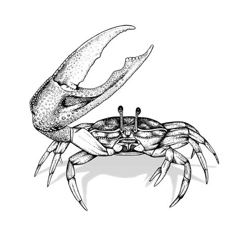 The Animal Arms Race | Crab tattoo, Animal drawings, Stippling art