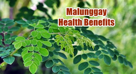 Malunggay Health Benefits, Plus Procedure Making Malunggay Juice