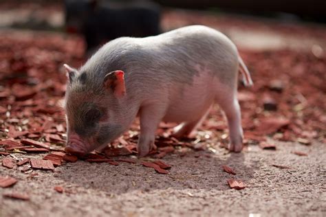 Pig Piglet Farm Curly · Free photo on Pixabay