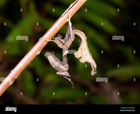 South American Dead Leaf Mantis (Acanthops falcataria). Its camouflage ...