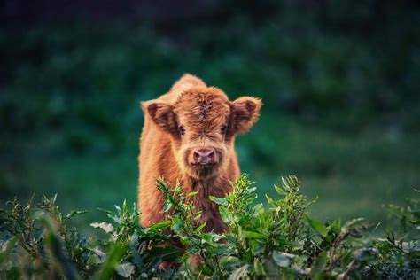 Download Baby Animal Animal Cow HD Wallpaper