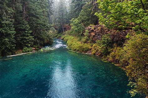 Wallpaper USA McKenzie River Oregon Spruce Nature forest river