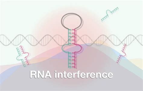 RNA Interference (RNAi): A Process Of Gene silencing