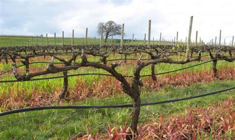 When is the right time to prune grape vines? What is the best pruning technique? – Grapes