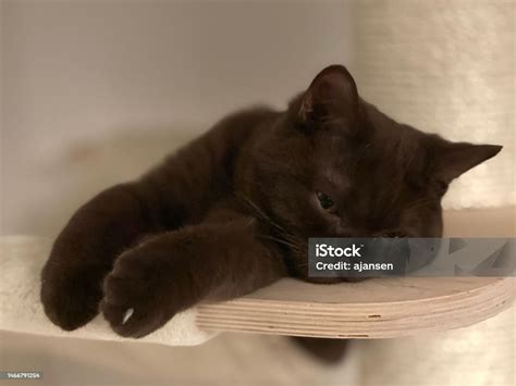 Brown British Shorthair Kitten Stock Photo - Download Image Now - Animal, Animal Body Part ...