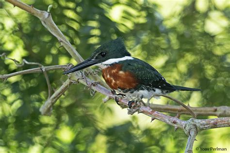 Pantanal birds | Focusing on Wildlife