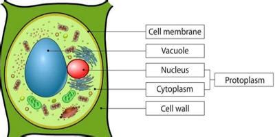 What is Protoplasm? - QS Study