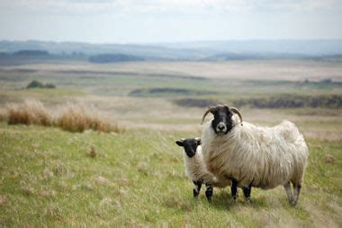 Northumberland National Park | Northumberland national park, Farm animals, Animal photo