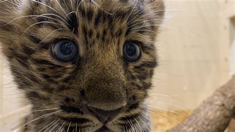 Rare Amur leopard cubs go on view at zoo; no names yet