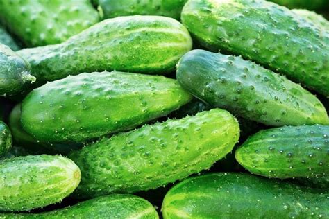 Julian F1 Cucumber Seeds | Cucumber, Cucumber seeds, Seeds