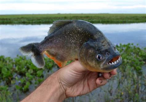 10 Horrifying Facts About Piranhas