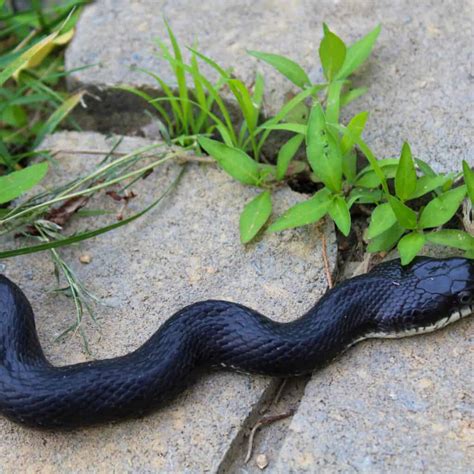 Copperhead vs Black Rat Snake: What are the Differences? - A-Z Animals